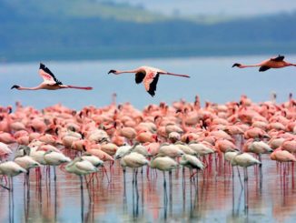 nalsarovar bird sanctuary